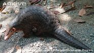 Chinese Pangolin as Ground Pangolin