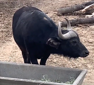 Denver Zoo Buffalo