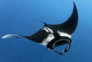 Giant-manta-ray