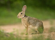 Indian Hare