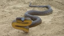 Inland-taipan.jpg