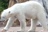 Louisville Zoo Polar Bear.png (399 KB)