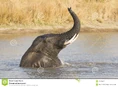 Male-african-elephant-loxodonta-africana-swimming-south-afric-28679455.jpg (199 KB)