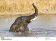 Male-african-elephant-loxodonta-africana-swimming-south-afric-28679455