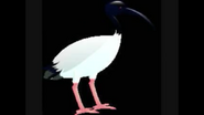 Black-headed Ibis