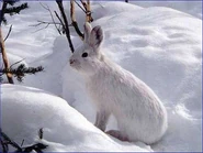 Snowshoe Hare as Dweeb