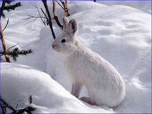 Snowshoe-Hare-Photos.jpg