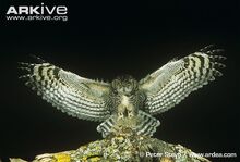 Spotted-eagle-owl-landing.jpg