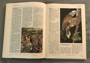 The Kingfisher Illustrated Encyclopedia of Animals (114)