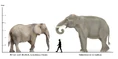 African-Elephant-vs-Palaeoloxodon-namadicus-vs-human-size.jpg (62 KB)