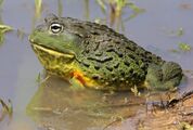 African bullfrog.jpg