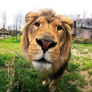 Akron Zoo Lion