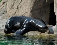 Flapper the California Sea Lion (Frank Welker)