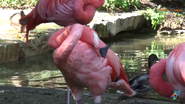Columbus Zoo Flamingo