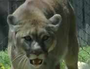 Dickerson Park Zoo Cougar