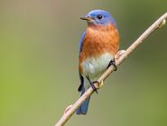 Eastern bluebird (Sialia sialis)