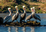 Gang of Brown Pelicans