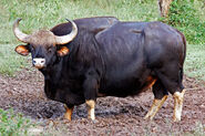 Gaur Male