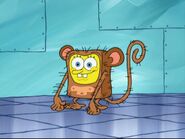 SpongeBob SquarePants- Tuffted Capuchin