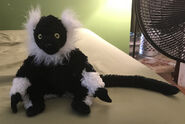 Jerome the Black and White Ruffed Lemur