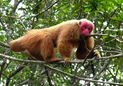 Uakari - Carnival of the Animals, Pianists and Fossils, Saint-Saëns