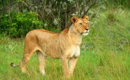 African Lioness as Bubbles