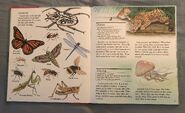 My First Book of Animals from A to Z (12)