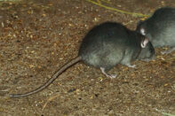 Rat, black.jpg