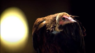 Schweppes Vulture