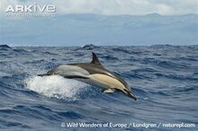 Short-beaked-common-dolphin.jpg