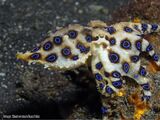 Southern Blue-Ringed Octopus