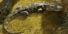 Chinese alligator.jpg