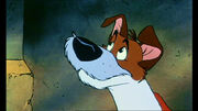 Dodger-oliver-and-companys-dodger-7232264-768-432.jpg