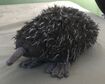 Short-Beaked Echidna