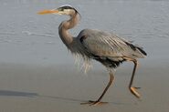 Great Blue Heron as Ricky Plesuski