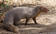 Indian grey mongoose (Herpestes edwardsii)
