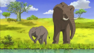 East African Bush Elephant