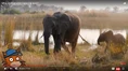 Kiddopedia African Elephants.png (2.3 MB)