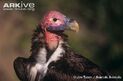 Vulture - Funeral March of the Marionette, Gounod/The Four Seasons, Summer, Vivaldi