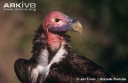 Lappet-Faced Vulture as Pteranodon