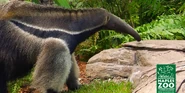 Naples Zoo Anteater.png (3.02 MB) Giant Anteater