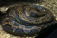 Reticulated Python