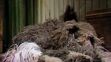 Sprocket sleeping by a Fraggle hole