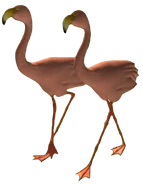 Flamingos,