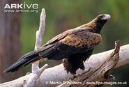 Wedge-Tailed Eagle as Sedusa