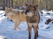 Alaskan-tundra-wolves-1-05afa5d1.jpg