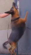 German Shepherd barking.jpg (57 KB)