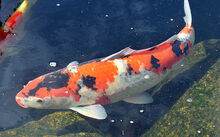 Koi-fish-dream.jpg