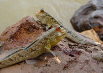 Mudskippers.jpg