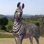 Robert the Zebra